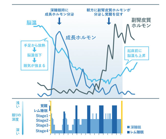 睡眠時の水素吸引、正常細胞再生と免疫力に大きく作用