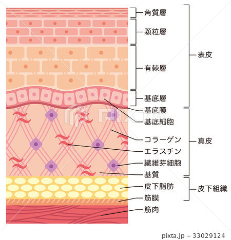 美容とエイジングケア