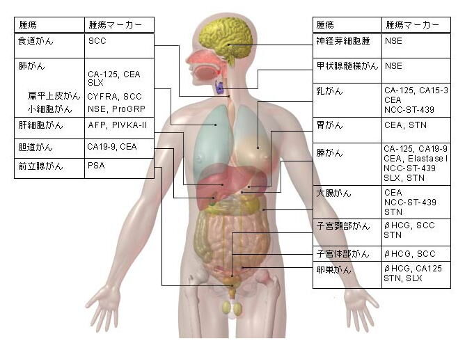 それぞれの ” が ん ” について