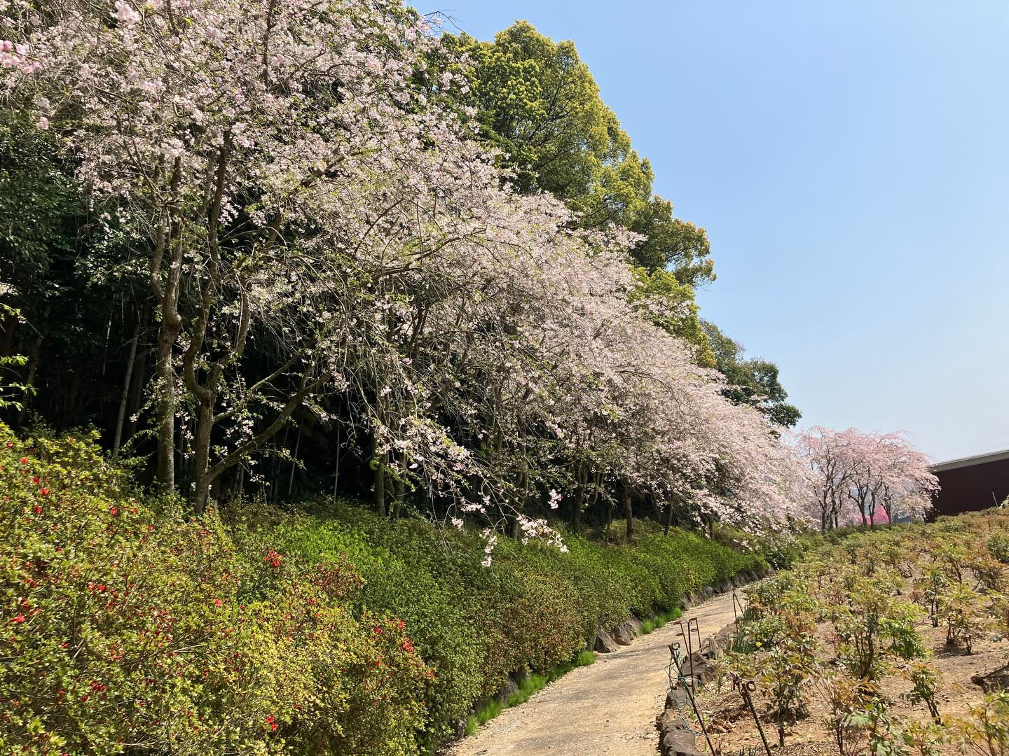 春ですね🌸
