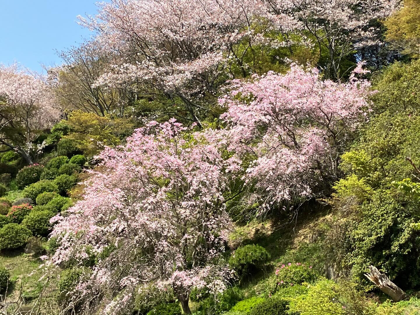 春ですね🌸
